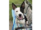 Adopt Marie III 30 a White Australian Cattle Dog / Mixed dog in Cleveland