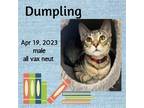 Adopt Dumpling a Gray, Blue or Silver Tabby Domestic Shorthair / Mixed (short