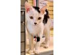 Adopt AGOSTO a Domestic Short Hair