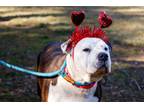 Adopt Jezabel a American Staffordshire Terrier