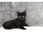 Adopt Pickle Patrick a Domestic Short Hair