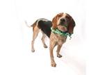 Adopt Dexter a Beagle, Bluetick Coonhound