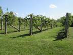 Business For Sale: Vineyard & Winery For Sale - Vermont