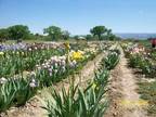 Business For Sale: Exceptional Flower Farm For Sale