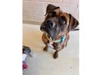 Adopt DIAMOND a Brindle Boxer / Mixed dog in Frederick, MD (39074598)