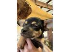 Adopt Rosie a Black - with Tan, Yellow or Fawn Chiweenie / Mixed dog in Concord