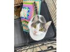Adopt Mouse a White (Mostly) Domestic Shorthair (short coat) cat in Kingsville