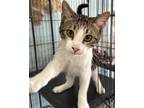 Adopt Zeke a White (Mostly) Domestic Shorthair (short coat) cat in Kingsville