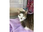 Adopt Harvey a Tiger Striped Domestic Shorthair (short coat) cat in Kingsville