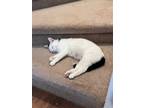 Adopt Chloe a Black & White or Tuxedo Japanese Bobtail / Mixed (short coat) cat