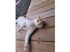 Adopt Mr. Cupcake a White (Mostly) American Shorthair / Mixed (short coat) cat