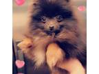 Pomeranian Puppy for sale in Albany, OR, USA