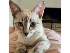Mochi EB Domestic Shorthair Kitten Female