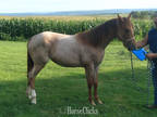Red Road Mare for Sale