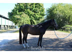 Hemlock, our Rescue Horse is for sale!