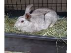 Adopt Asher a Chinchilla, American rabbit in Port St. Lucie, FL (31659667)