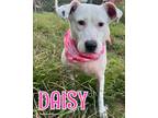 Adopt Daisy a Dalmatian, Mixed Breed