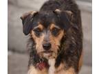 Adopt Josie a Yorkshire Terrier, Wirehaired Terrier