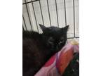 Adopt Esmerelda a Domestic Short Hair, American Shorthair