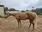 Golden palomino quarter horse