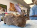 Adopt Sweet Babes! a Bunny Rabbit, Flemish Giant