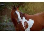 Adopt Nyssa a Paint / Pinto, Quarterhorse