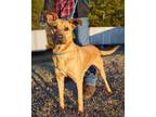 Adopt DAWSON a Tan/Yellow/Fawn Labrador Retriever / Mixed dog in Chester