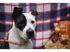 Adopt Admirable Arabella a Black American Pit Bull Terrier / Mixed dog in