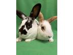 Adopt Giselle & Geordie a Bunny Rabbit