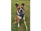 Adopt Bahama Breeze a Boxer, Pit Bull Terrier