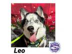 Adopt Leo $400 a Husky