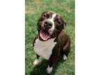 Adopt Korn Kob a Black - with White Boxer / Mixed dog in Hopewell, VA (36976087)