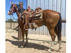 Pinto--Flashy Tri Colored Paint Ranch Gelding