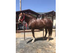 Draft cross mare super safe and lots of miles