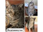 Adopt Runtasaurus a Brown Tabby Domestic Shorthair (short coat) cat in El