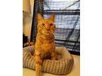 Adopt Mr. Wiggles a Orange or Red Tabby Domestic Mediumhair (medium coat) cat in