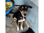 Adopt Fortune a Black Doberman Pinscher / Australian Kelpie / Mixed dog in