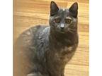 Adopt Duchess a Tortoiseshell Domestic Shorthair / Mixed cat in Jefferson City