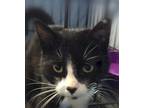 Adopt Fern a Domestic Shorthair / Mixed (short coat) cat in Brainardsville