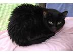 Adopt Jackson a Domestic Shorthair / Mixed (short coat) cat in Brainardsville