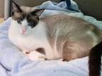 Adopt Guinevere a Snowshoe