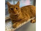 Adopt Sunny a American Shorthair