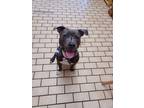 Adopt Phoenix a Pit Bull Terrier