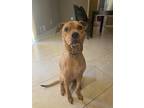 Adopt Gotti a Tan/Yellow/Fawn Bull Terrier / Labrador Retriever / Mixed dog in