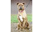Adopt Bixby a Brindle American Pit Bull Terrier / Mixed dog in Sanger