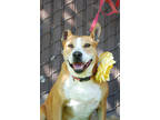Adopt Izzy a Tan/Yellow/Fawn American Pit Bull Terrier / Mixed dog in Sanger