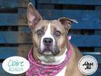 Adopt CLAIRE a Tan/Yellow/Fawn - with White American Pit Bull Terrier / Mixed