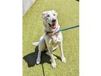Adopt STEVIE a Great Pyrenees
