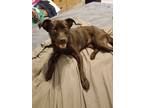 Adopt Roxy a Jack Russell Terrier, Labrador Retriever