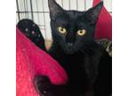 Adopt Double Mint a Bombay, Domestic Short Hair